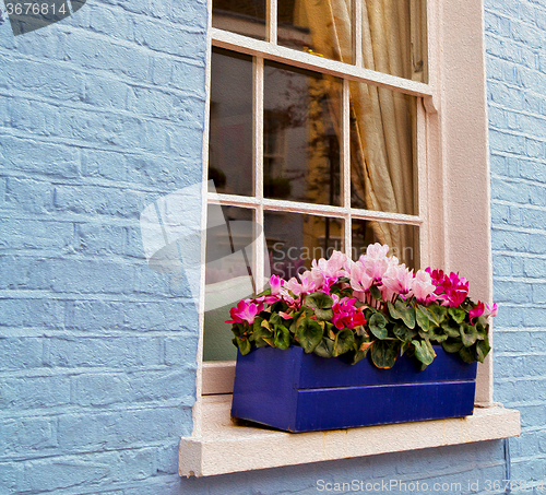 Image of notting   hill  area  in london england old suburban and flowers