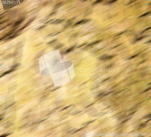 Image of in england london old bark and abstract wood texture