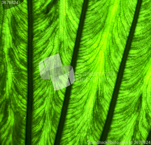 Image of   leaf and his veins b  macro close up  