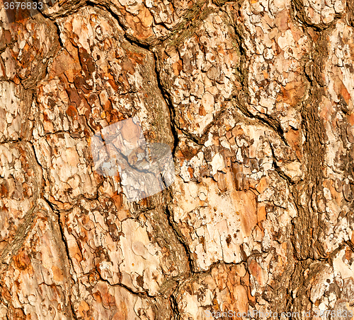 Image of barck in the abstract close up of a tree color and texture