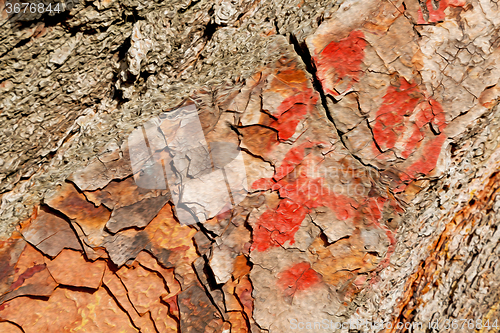 Image of barck in the abstract close up of a tree color and texture