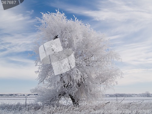 Image of White Tree