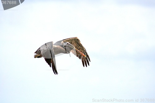 Image of Flying Pelican