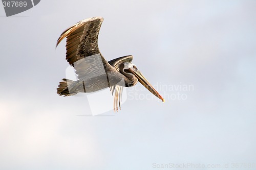 Image of Flying Pelican