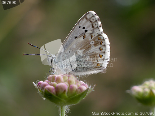 Image of Butterfly (Lysandra Coridon)