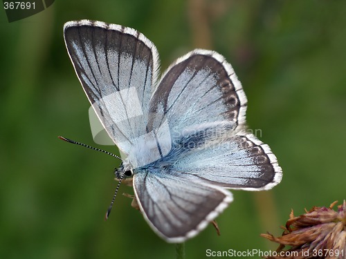 Image of Butterfly