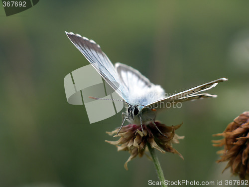Image of Butterfly