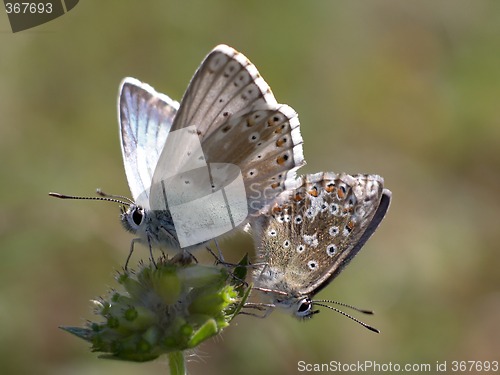 Image of Butterfly (Lysandra coridon)