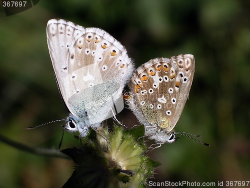 Image of Butterfly (Lyssandra Coridon)