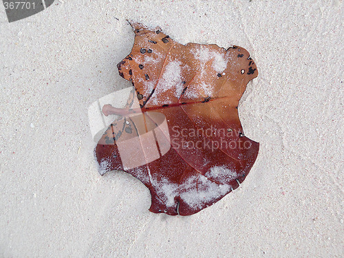 Image of Leaf in the sand