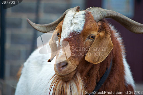 Image of goat