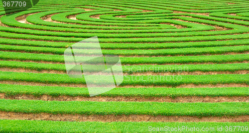 Image of garden maze