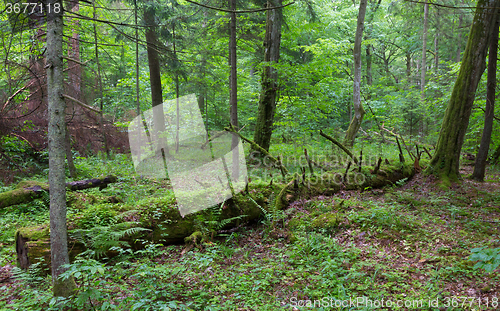 Image of Broken spruce tree almost decomposed