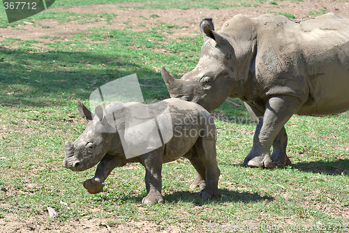 Image of mother and baby rhino