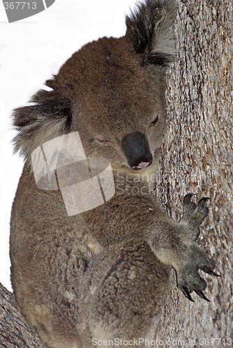 Image of koala in tree