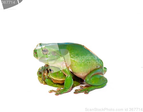 Image of frog being consoled