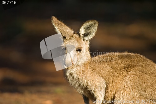 Image of eastern gray kangaroo