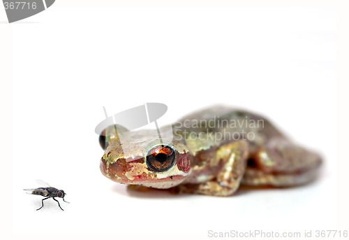 Image of crouching frog and fly