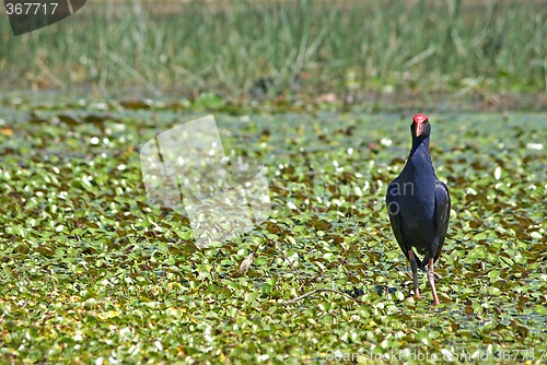 Image of water hen in wetlands