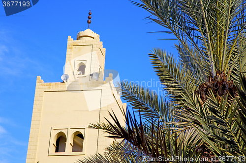 Image of  the history  symbol  in morocco  africa  palm tree