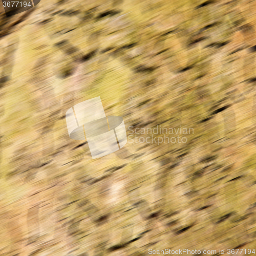 Image of in england london old bark and abstract wood texture