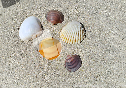 Image of Sea shells on the sand