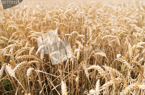 Image of field of ripening wheat ears or rye spikes