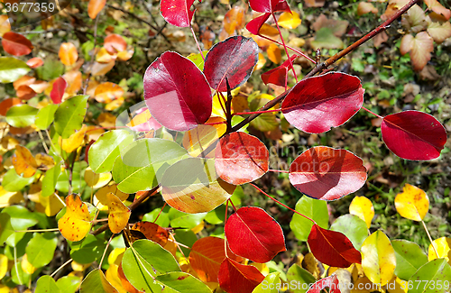 Image of Autumn pear tree branch