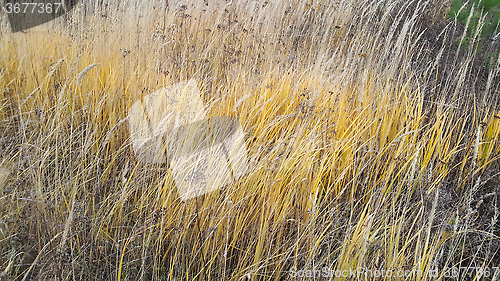 Image of Autumn herbs and plants