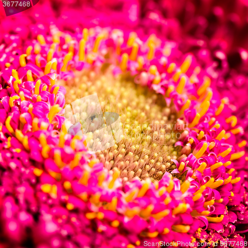 Image of Beautiful red gerbera flower