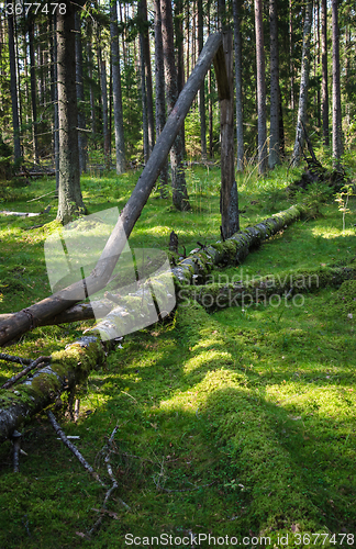 Image of Damaged wood pests and fallen trees in the forest