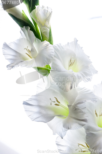 Image of Blossoming white gladiolus, it is isolated 