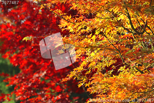 Image of Bright autumn branches