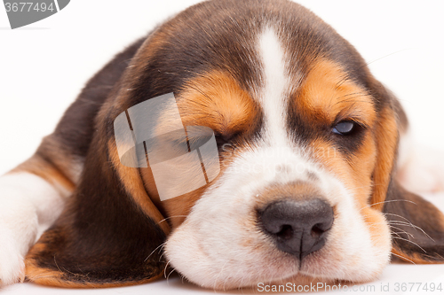 Image of Beagle puppy on white background
