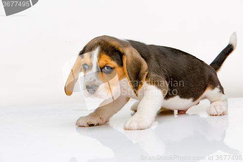 Image of Beagle puppy on white background