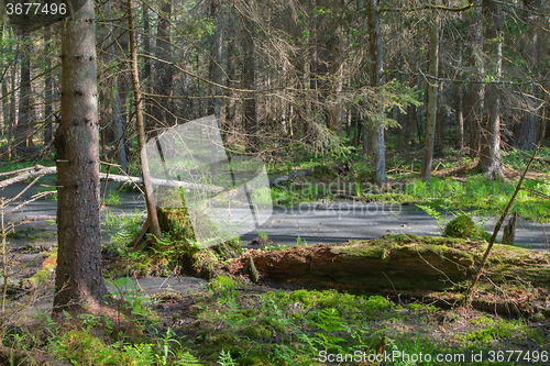 Image of Broken tree roots partly declined inside coniferous stand