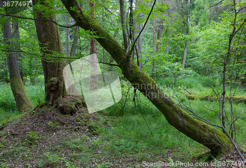 Image of Old hornbeam trees in fall