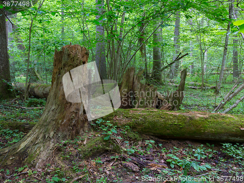 Image of Broken spruce tree trunk moss wrapped