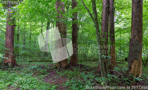 Image of Barkless old dead spruces