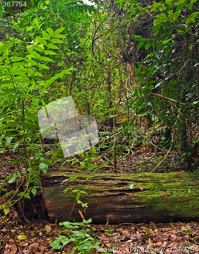 Image of rain forest