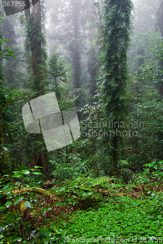 Image of rain forest