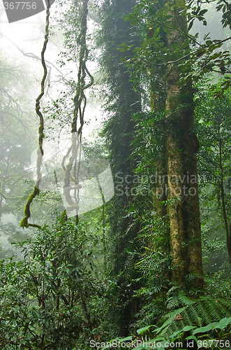 Image of rain forest
