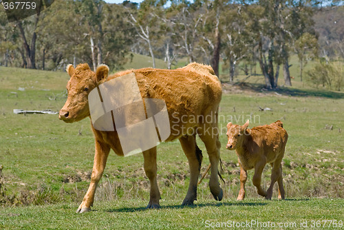 Image of mother cow and calf
