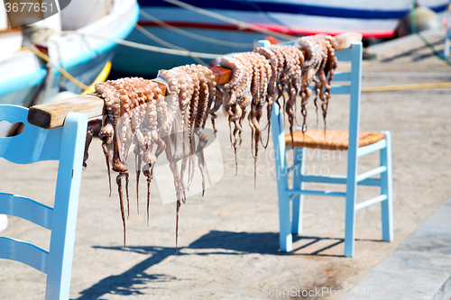 Image of octopus   drying  in  