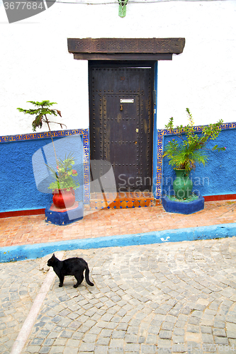 Image of historical blue  in  antique building door  black cat