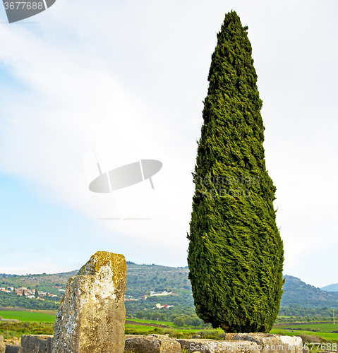Image of volubilis in morocco cypress  roman deteriorated monument  