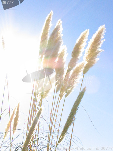 Image of grass flower