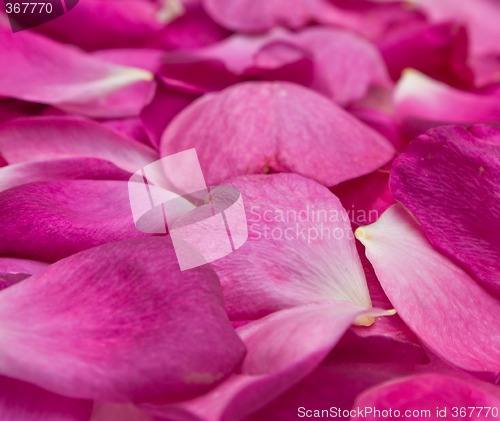 Image of rose petals