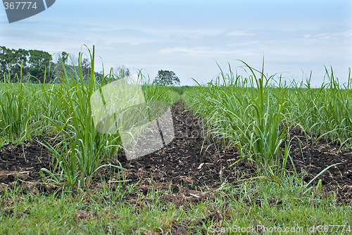 Image of sugar cane