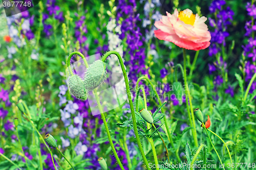 Image of Spring blooming lawn